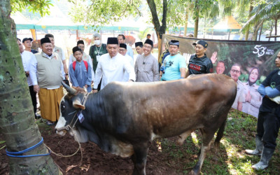 Wamentan Spill Stok Hewan Kurban Pas Momen Iduladha 2026 Ambyar Banyaknya, Pasokan Aman!