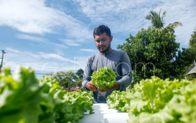 Permintaan Sayur Hidroponik Meningkat di Aceh