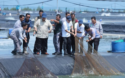 Presiden Prabowo Ikut Panen Raya Udang Saat Tinjau Tambak Budi Daya di Kebumen