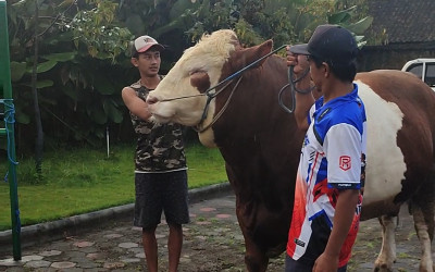 Sapi Diego Jadi Hewan Kurban Bantuan Presiden Prabowo, Peternak Temanggung Auto Slay!
