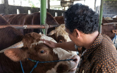 Fix Jadi Sapi Kurban Presiden, Abimanyu si Simental di Batang Ini Emang Tiada Lawan!