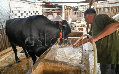 Sapi Kurban Bantuan Presiden Prabowo di Palu