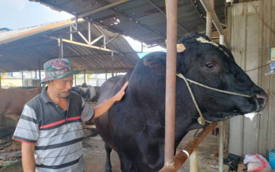 Kurban Idul Adha 2026 di Tangerang, Presiden Prabowo 'Checkout' Sapi Jumbo 1,1 Ton dari Cipondoh
