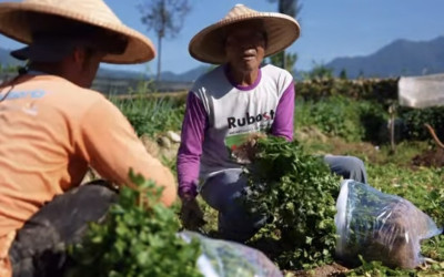 Sentuh Petani Lokal di Cipanas, MBG Mampu Beri Dampak Nyata Kuatkan Ekonomi di Level Grassroots