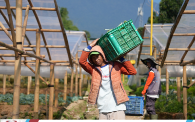Impact Ekosistem Ekonomi MBG: No Tengkulak! Harga Jual Sayuran Langsung Petani bikin Happy