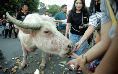 Gladi Bersih Kirab Pusaka Malam 1 Suro