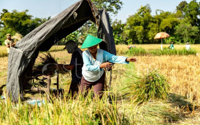Indonesia Nomor 4 Produsen Beras Terbesar di Dunia