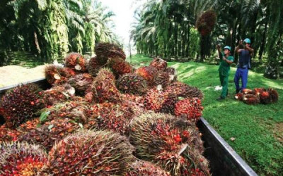 Harga Sawit Petani Kok Tertekan? Pemerintah akan Periksa 300 Perusahaan Terkait Dugaan Kartel