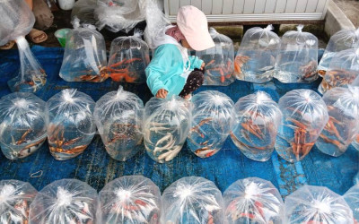 Pasar Ikan Hias Terbesar di Asia Tenggara