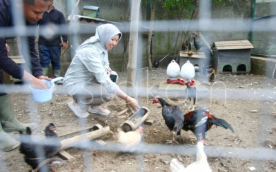 Pakan Ternak dari Limbah Makanan