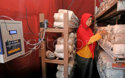 Budidaya Jamur Tiram Putih di Surabaya