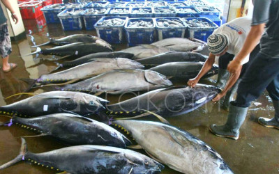 Nelayan Malang Panen Raya Ikan Tuna di Sendangbiru