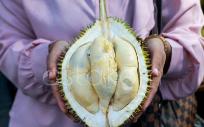 Pedagang Durian Musiman Banda Aceh