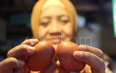 Pemerintah Tetapkan Harga Telur Ayam