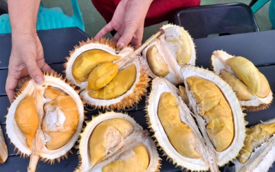 Durian Unggulan Ramai Pembeli di Pontianak