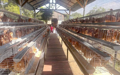 TNI AL Bangun Fasilitas Kandang Ayam Petelur