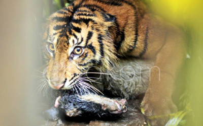 BKSDA Sumbar Jebak Harimau Sumatera untuk Direhabilitasi