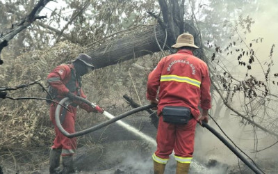 Ada 183 Titik Api di Riau, Kementerian Kehutanan Perkuat Penanganan Karhutla