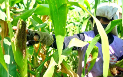 Panen Jagung di Kota Malang