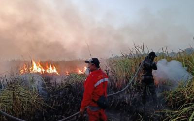 Plot Twist di Way Kambas: Kebakaran Padam, All Good dan Gajah Sumatera Di-spill Aman!