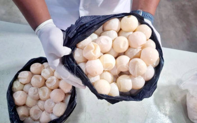 Penyelundupan Ribuan Telur Penyu Digagalkan Di Pontianak