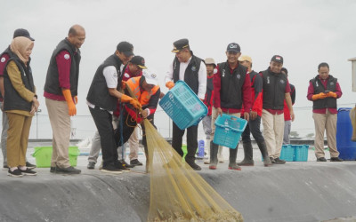 KKP Pacu Tambak Udang Kebumen ke Siklus Baru, Produksi Ekspor Tembus 254,5 Ton