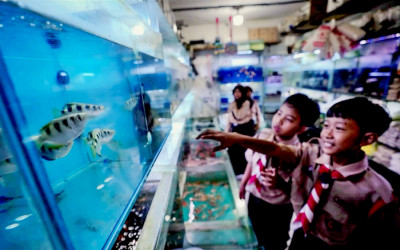 Dinas KPKP DKI Jakarta Gelar Gebyar Edukasi Ikan Hias