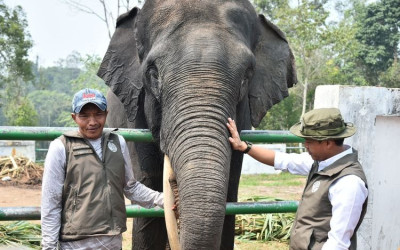 Biar Gajah Nggak 'Nyasar' Lagi: Kemenhut Gaspol Amankan Koridor Bukit Tigapuluh