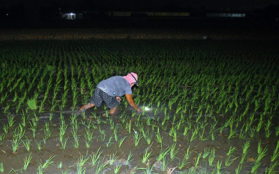 Unik! Demi Hindari Cuaca Panas, Petani di Ngawi Terpaksa Tanam Padi Malam Hari