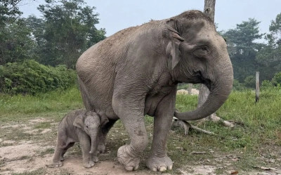 Kenalin Nih, Bayi Gajah Sumatera Jantan nan Gemoy di TN Tesso Nilo