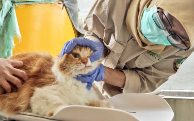 Vaksin Rabies Hewan Peliharaan di Solo