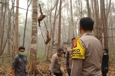 Polri Intensifkan Patroli Hutan dan Penyelamatan Orang Utan yang Terdampak Karhutla di Kalteng