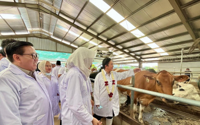 Kejar Swasembada Susu, Kementan Target Tambah 600 Ribu Sapi Perah