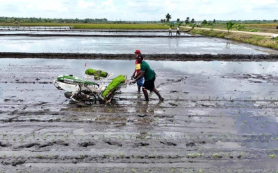 2 Tahun Pemerintahan Presiden Prabowo, Petani Makin Sejahtera: 33 Provinsi Catat Kenaikan NTP