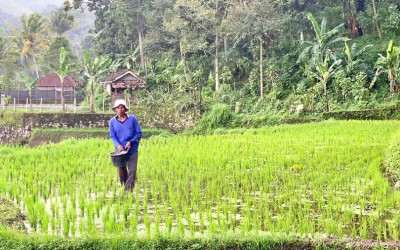 Produksi Padi Naik 0,07%! Kementan Gaspol Hadapi Ancaman El Nino