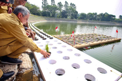 Pemkot Tangerang Selatan Uji Coba Penanaman Padi Apung