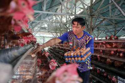 Aktivitas Peternak yang Berangsur Pulih Pasca Anjloknya Harga Telur Ayam